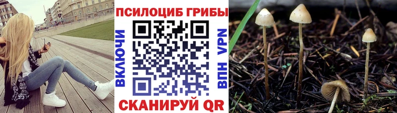 Галлюциногенные грибы Psilocybe  Купить  Когалым 